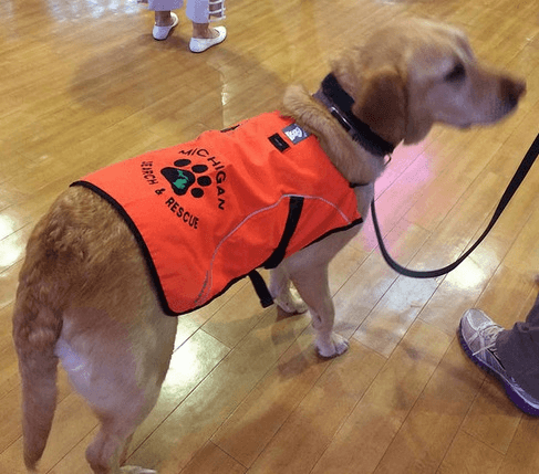 Service dog vest 